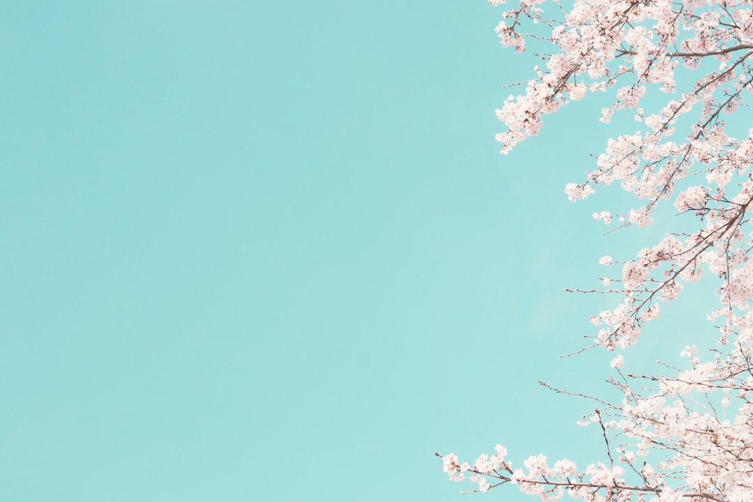 Indulge in the Delicate Flavors of Sakura Menu